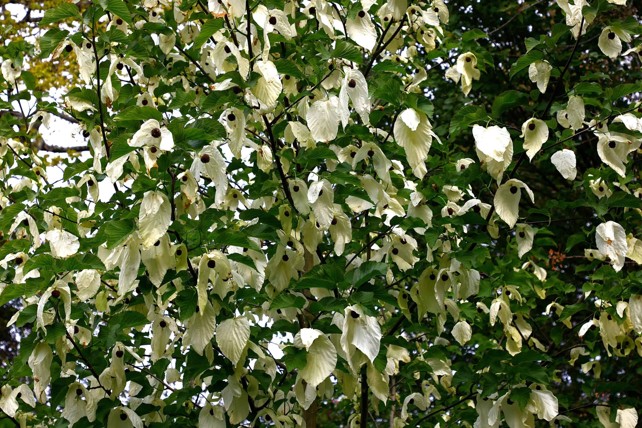 Ghost Tree (Davidia involucrata)