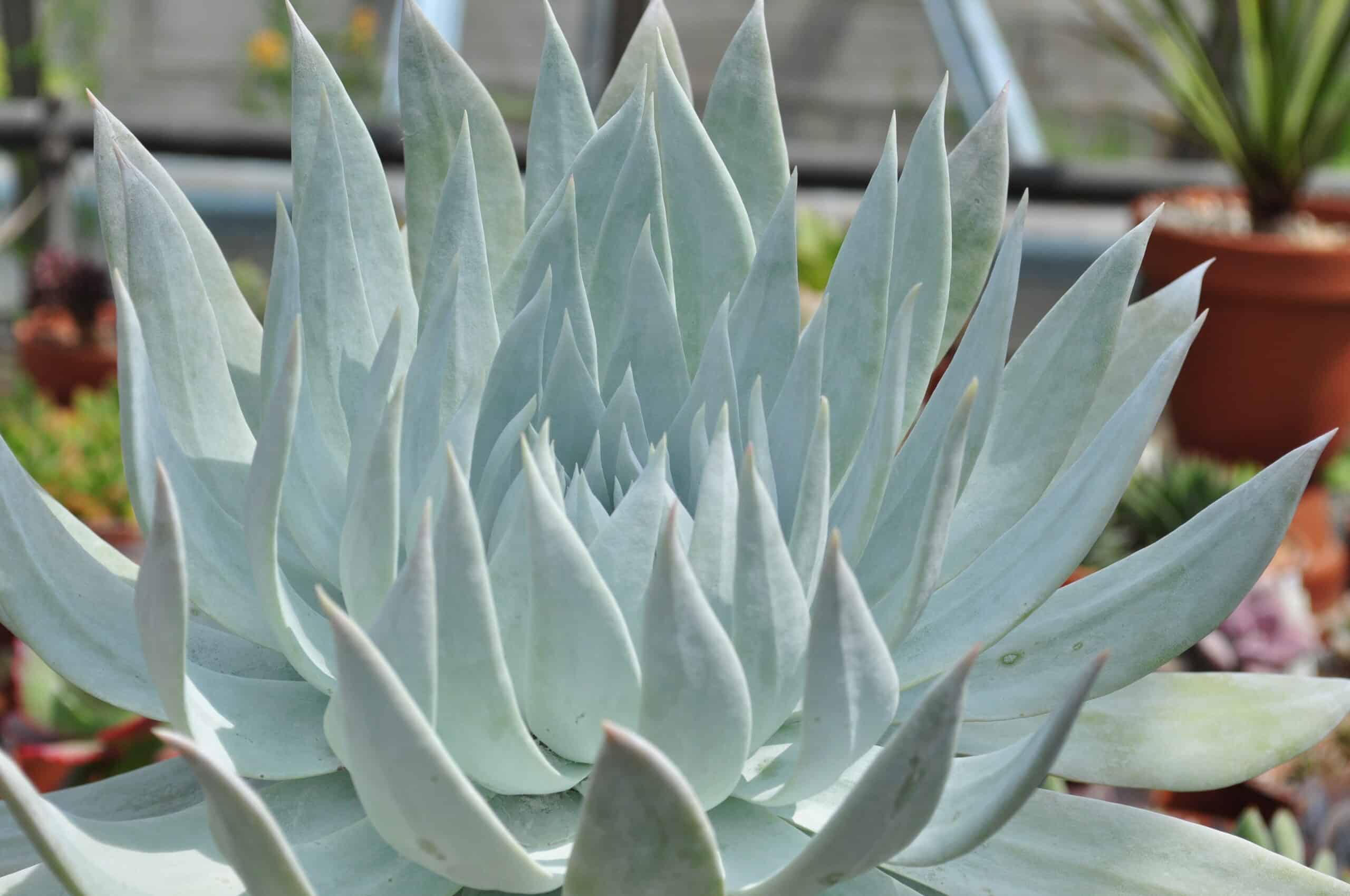 Giant Chalk Dudleya (Dudleya brittonii)