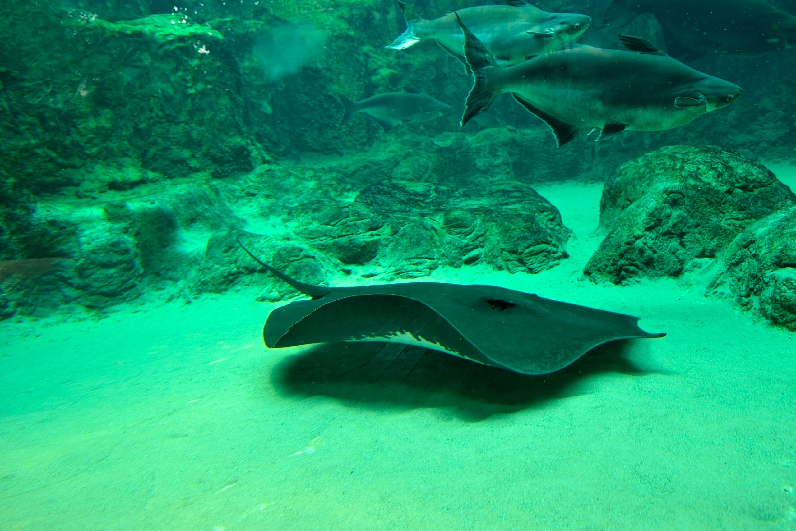 Giant Freshwater Stingray