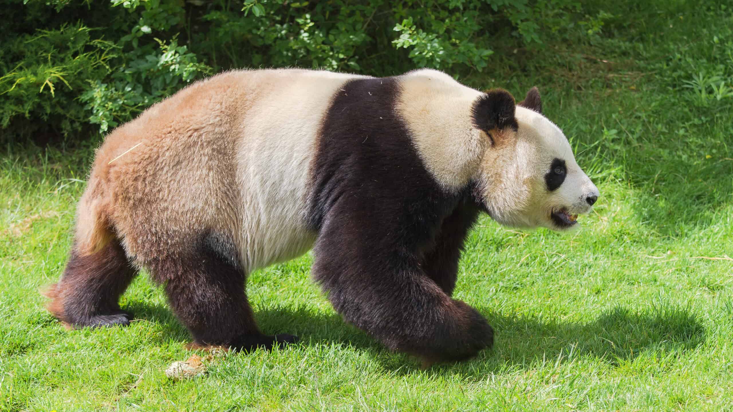 Giant Panda