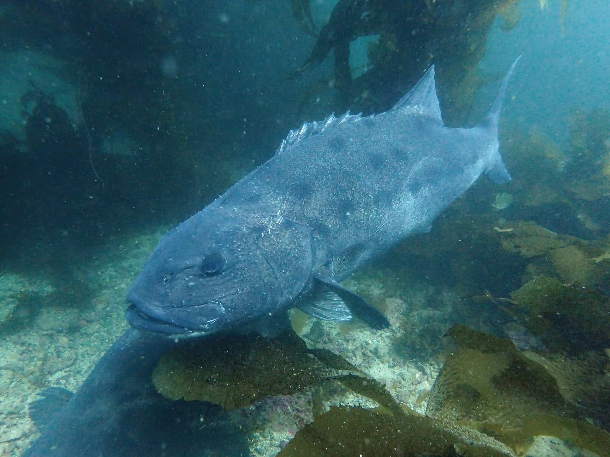 Giant Sea Bass