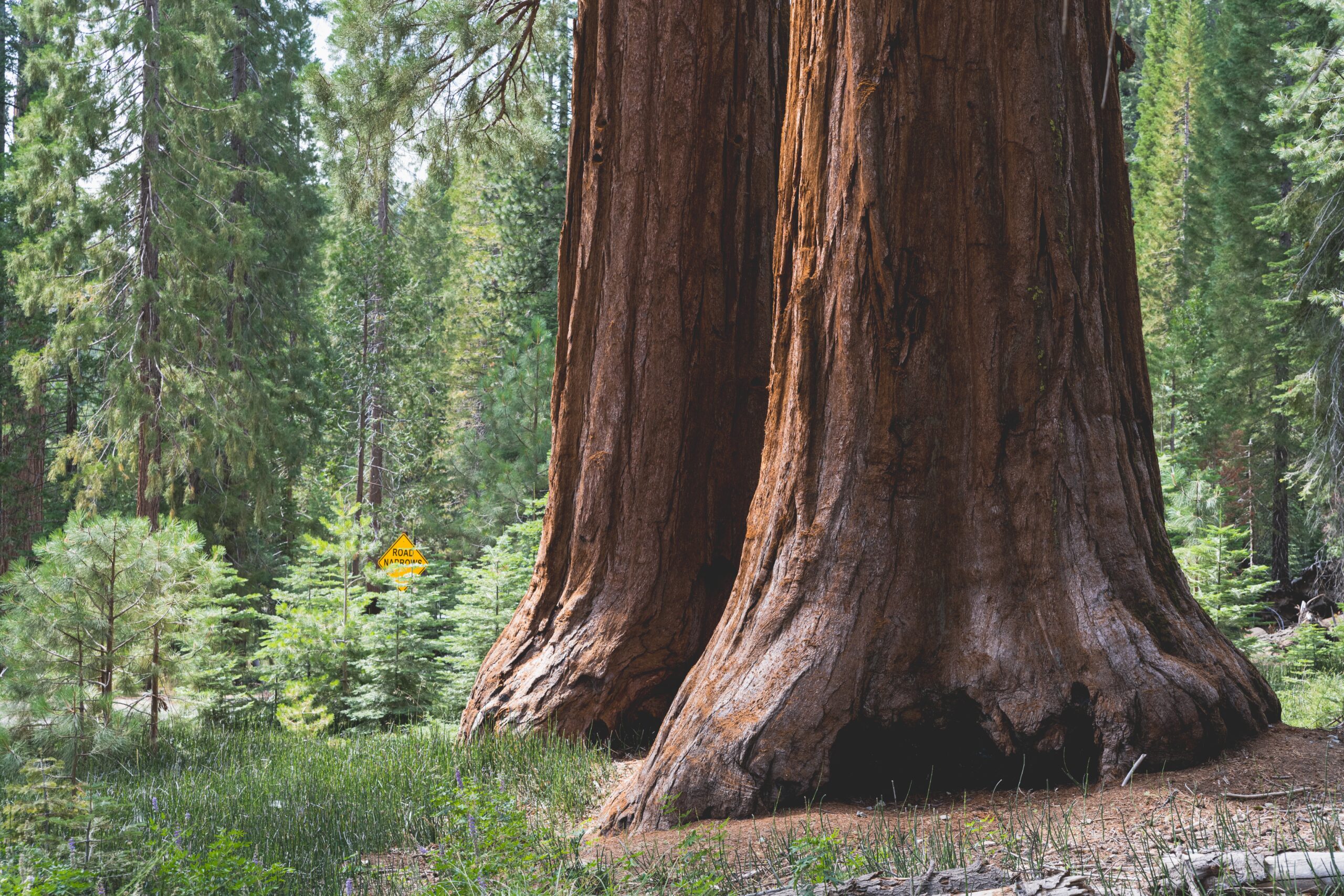 Giant Sequoia