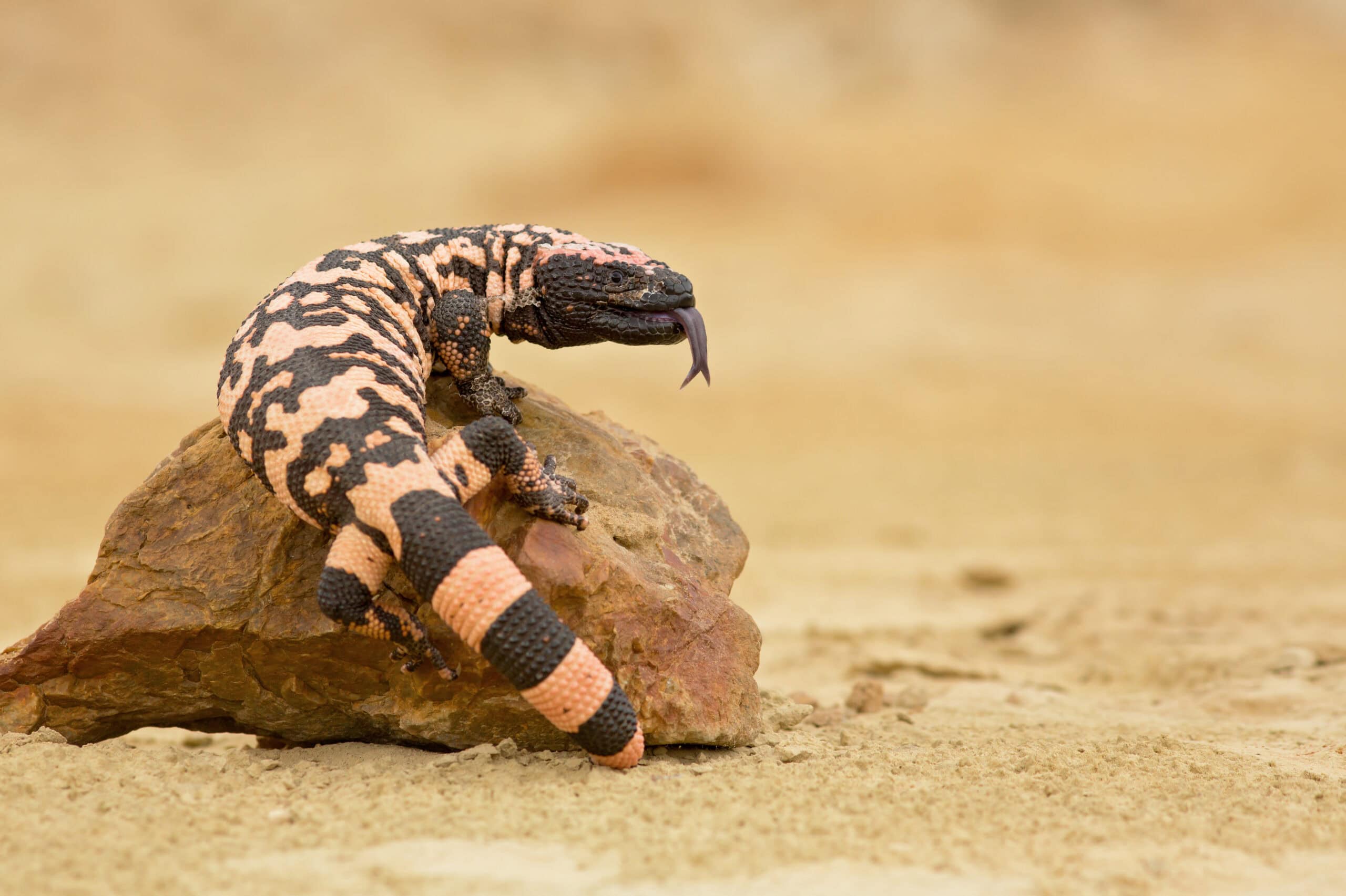 Gila Monster (Heloderma suspectum)