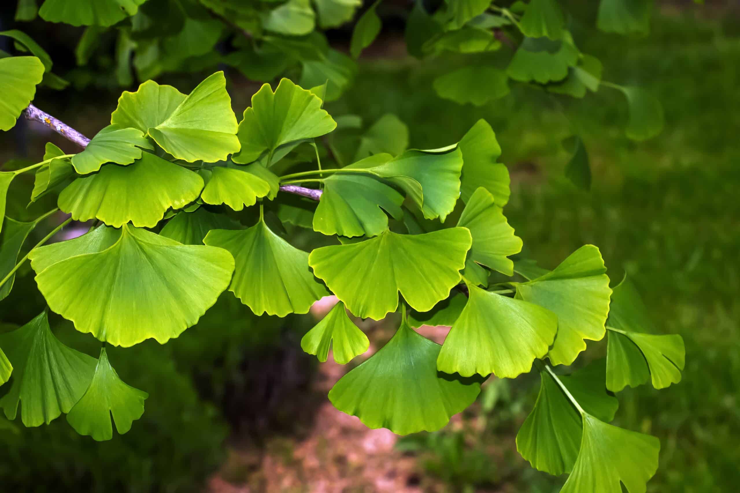 Ginkgo (Ginkgo biloba)