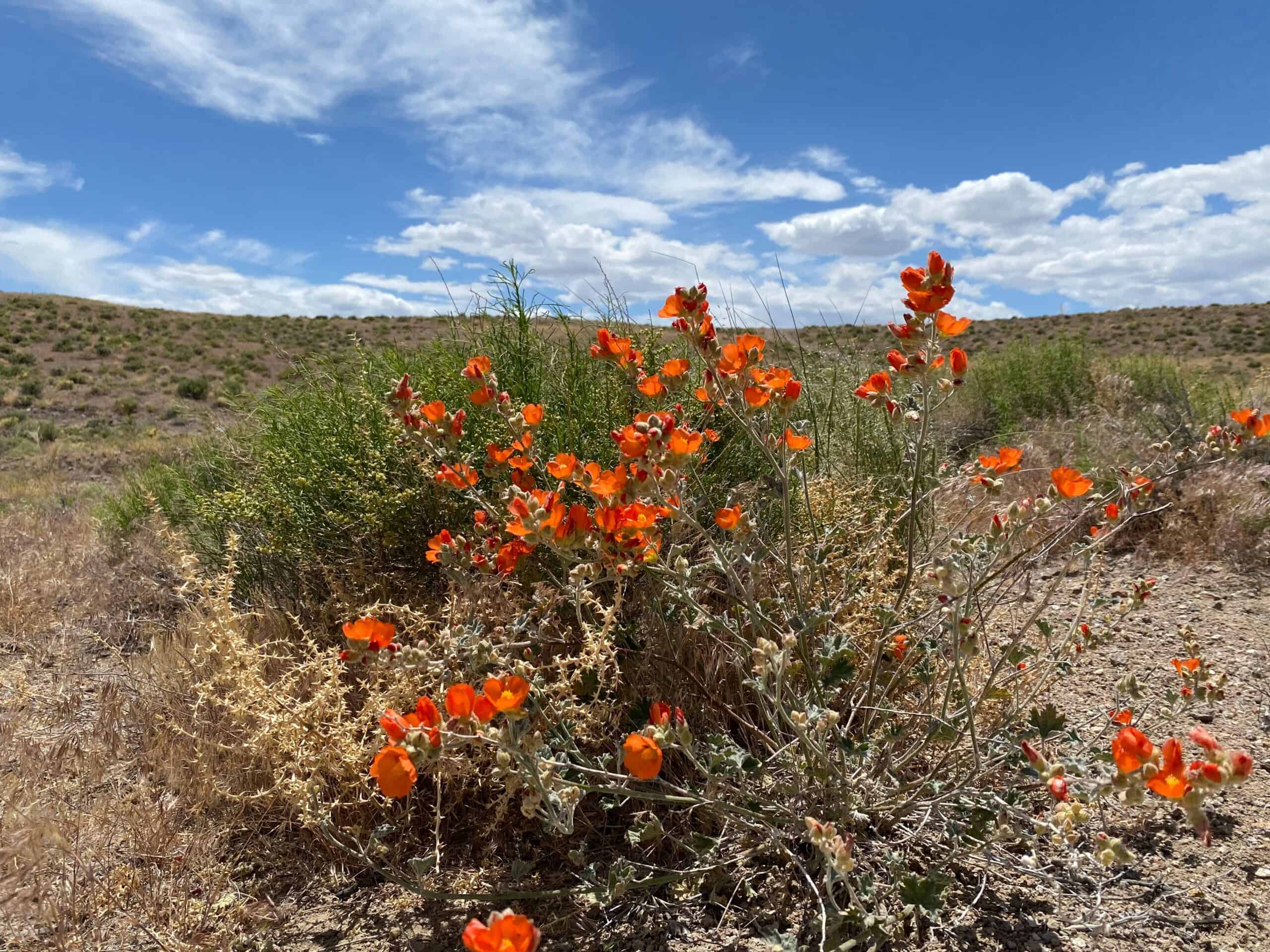 Globe Mallow