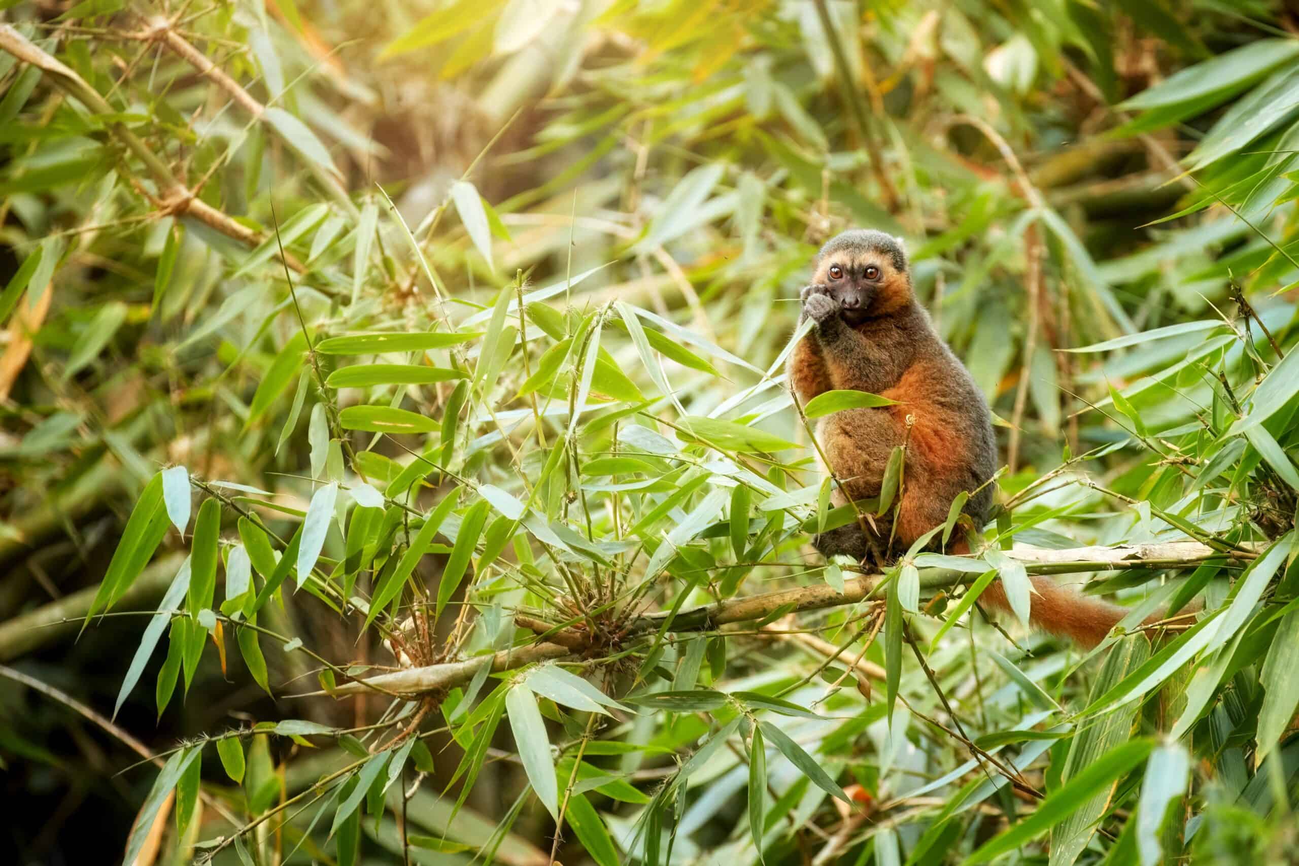 Golden Bamboo Lemur