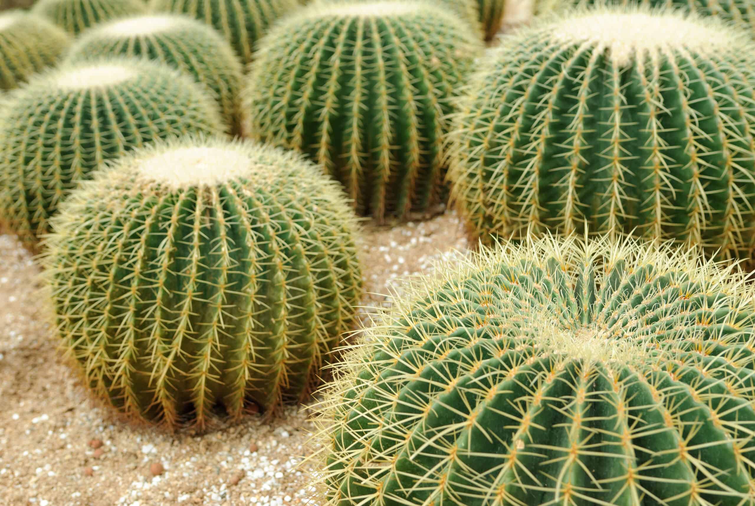 Golden Barrel Cactus (Echinocactus grusonii)