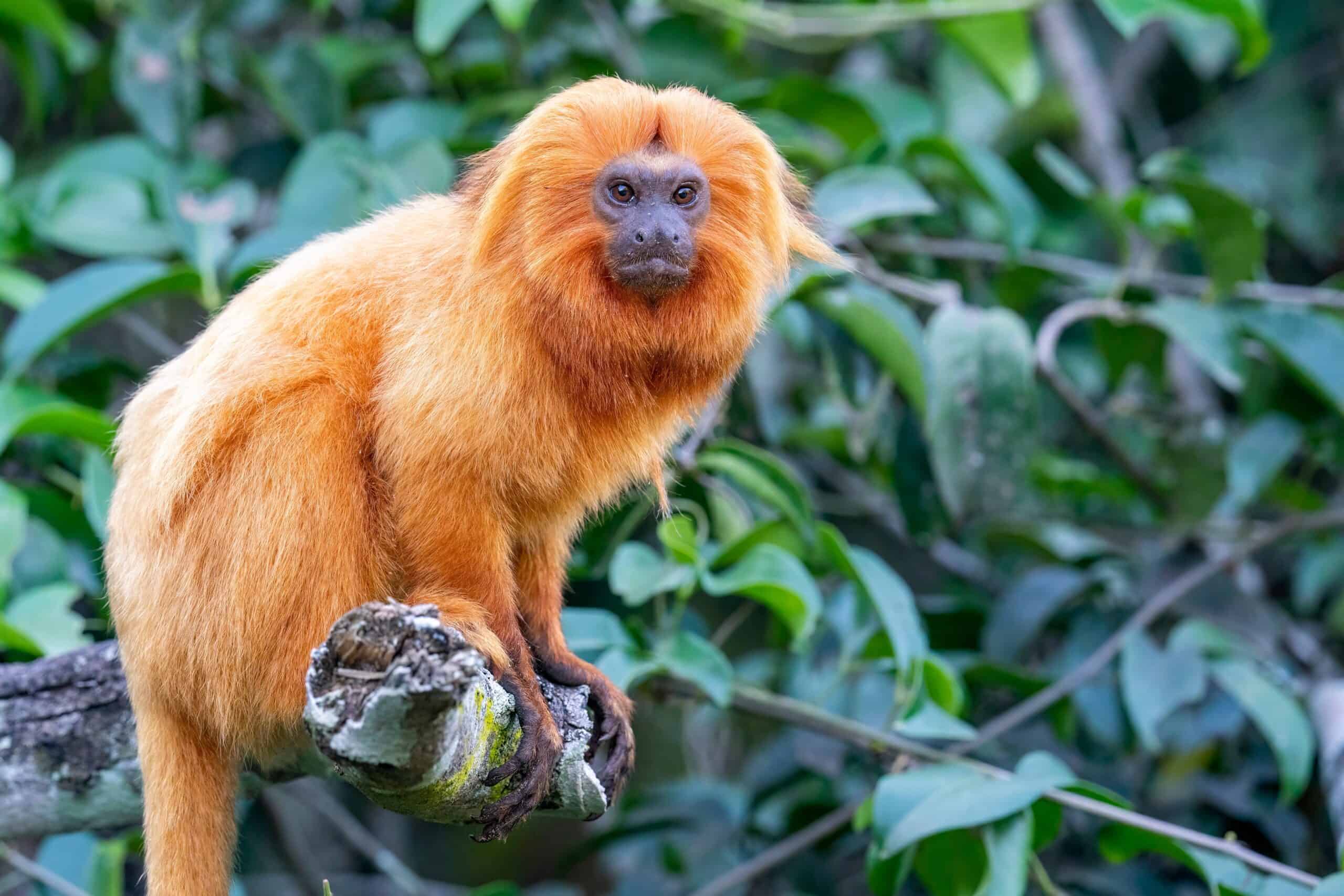 Golden Lion Tamarin