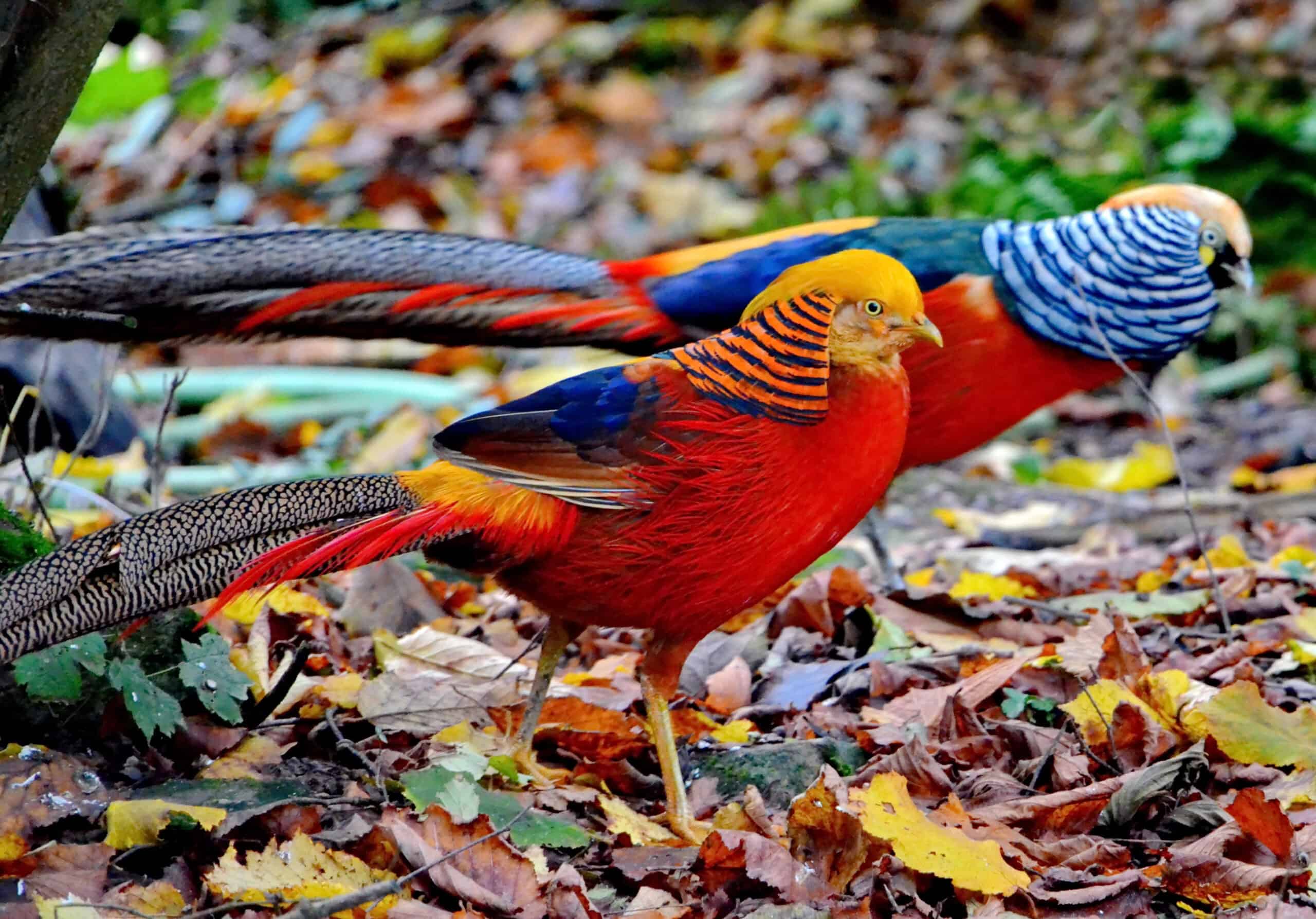 Golden Pheasant