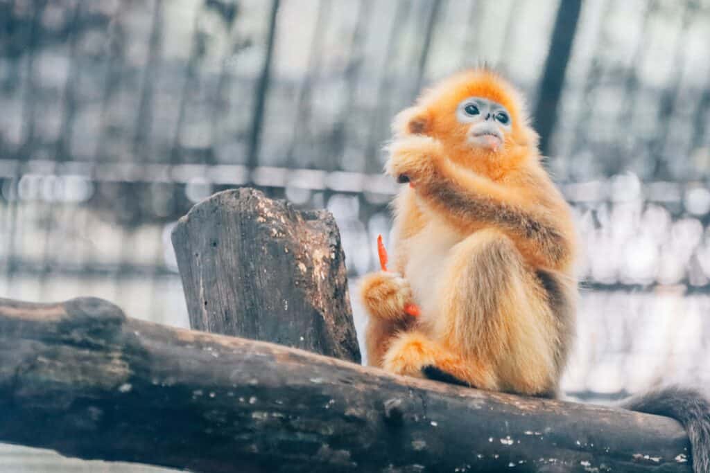 Golden Snub-Nosed Monkey