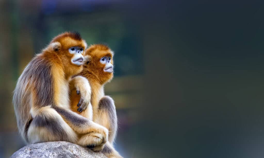 Golden Snub-Nosed Monkey in China