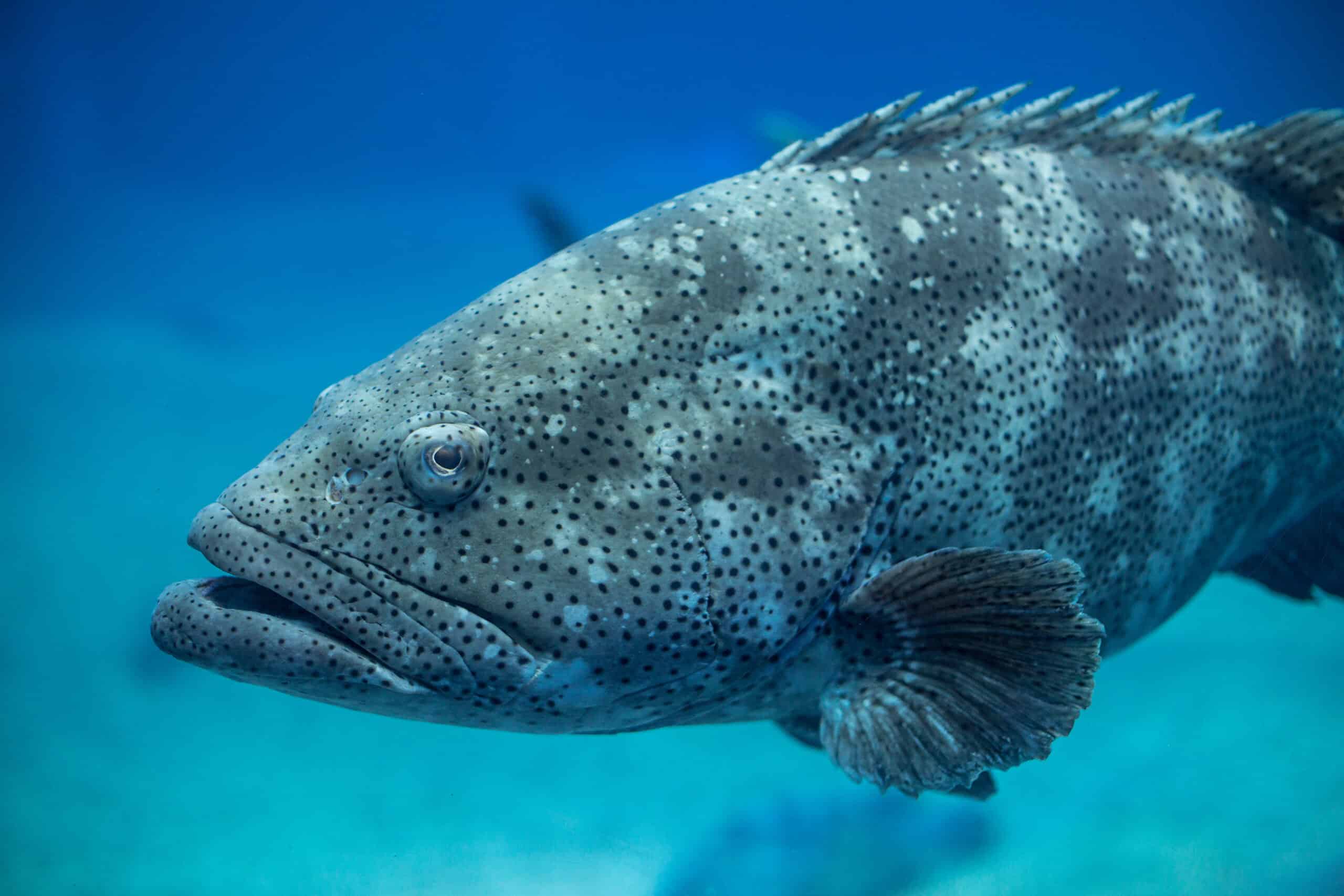 Goliath Grouper