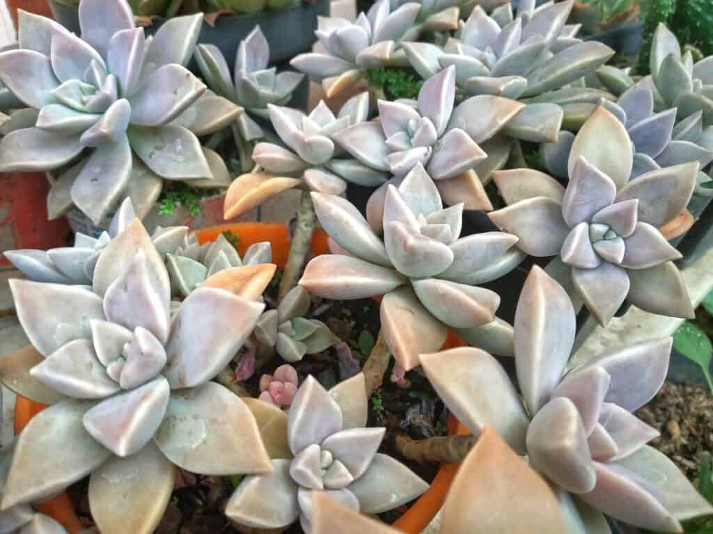 Graptopetalum paraguayense (Ghost Plant)