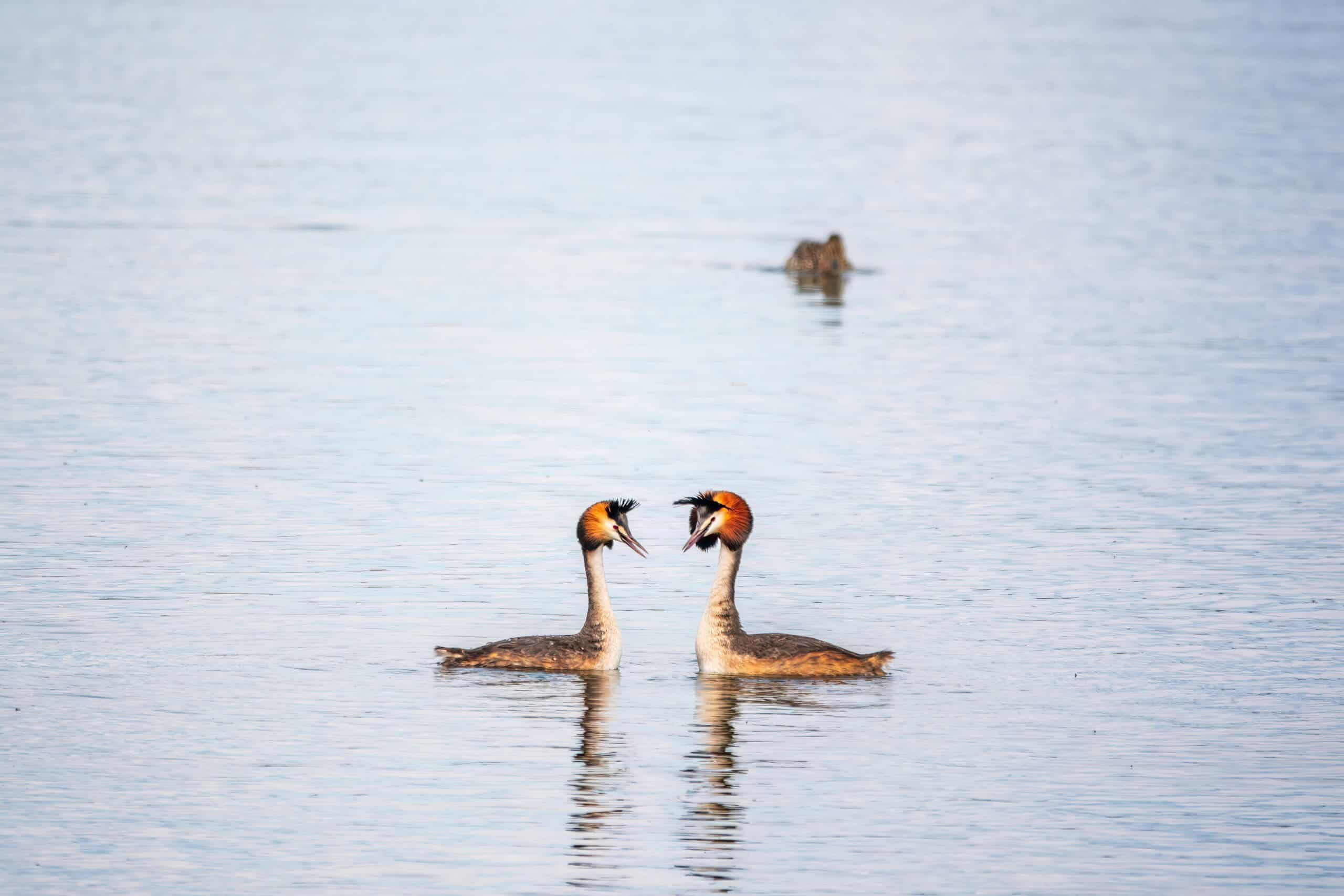 Great Crested Grebe