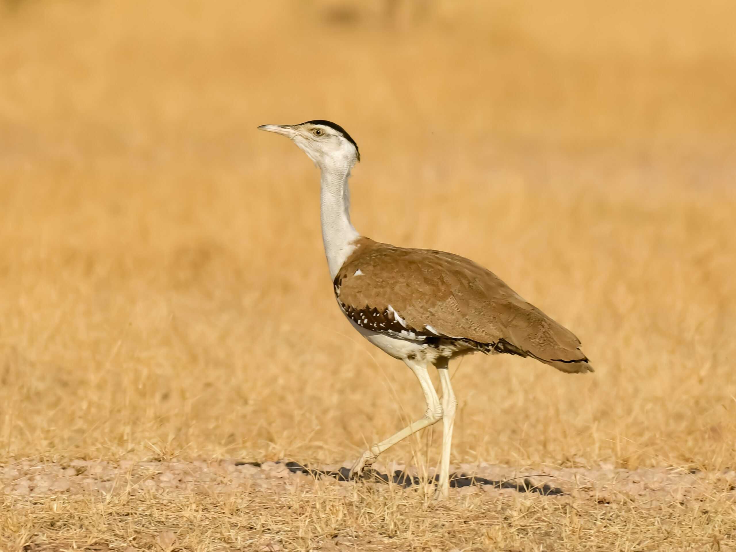 Great Indian Bustard