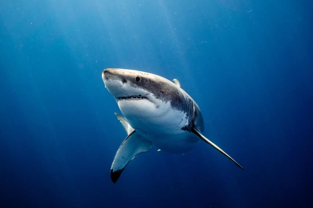 Great White Shark