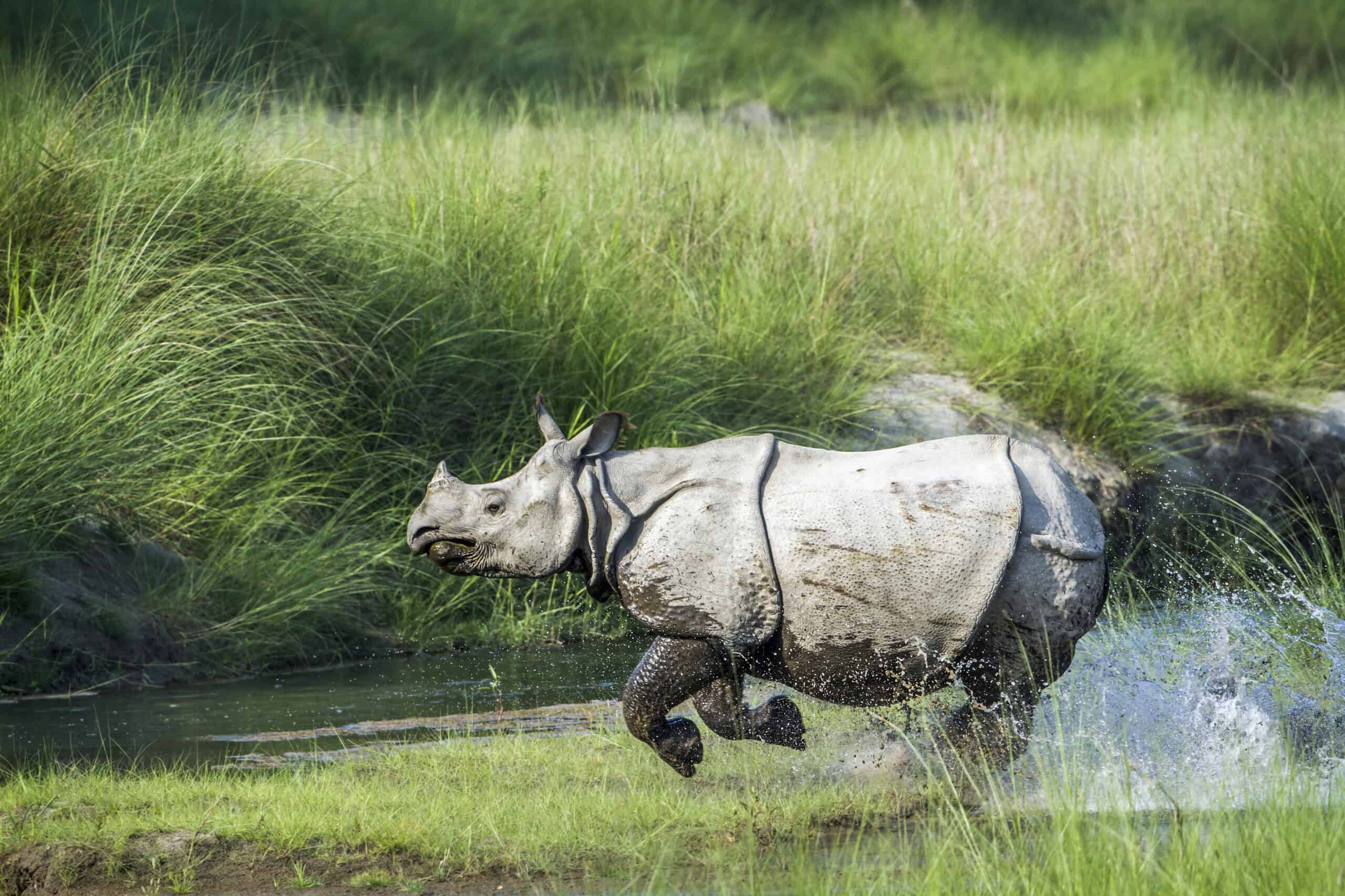 Greater One-Horned Rhinoceros