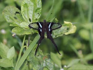 15 Exotic Butterflies Found In Remote Locations - Rarest.org