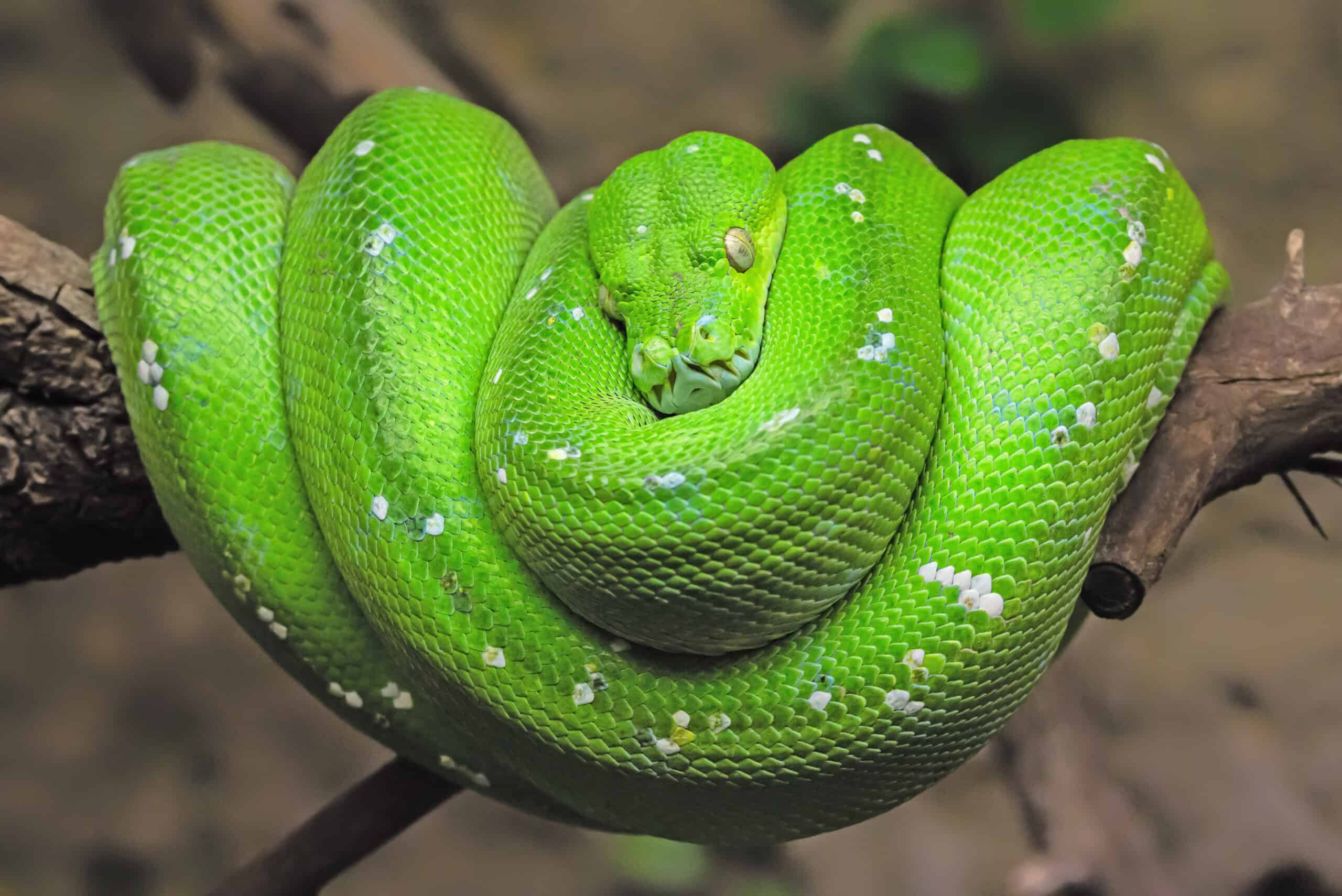 Green Tree Python (Morelia viridis)