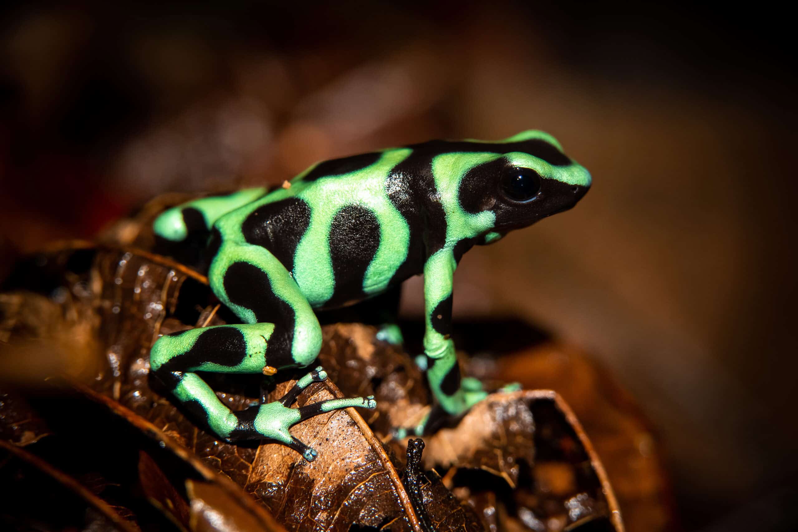 Green and Black Poison Dart Frog