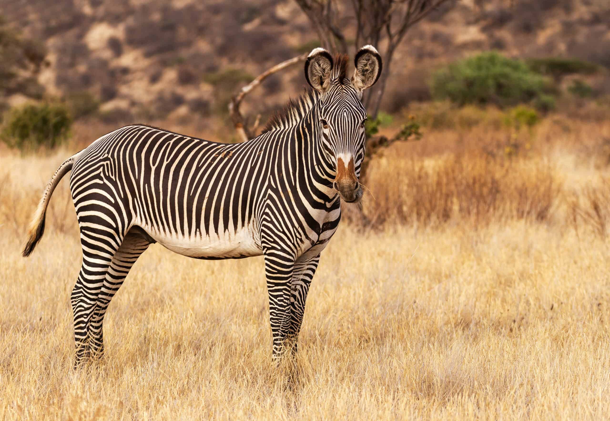 Grevy's Zebra