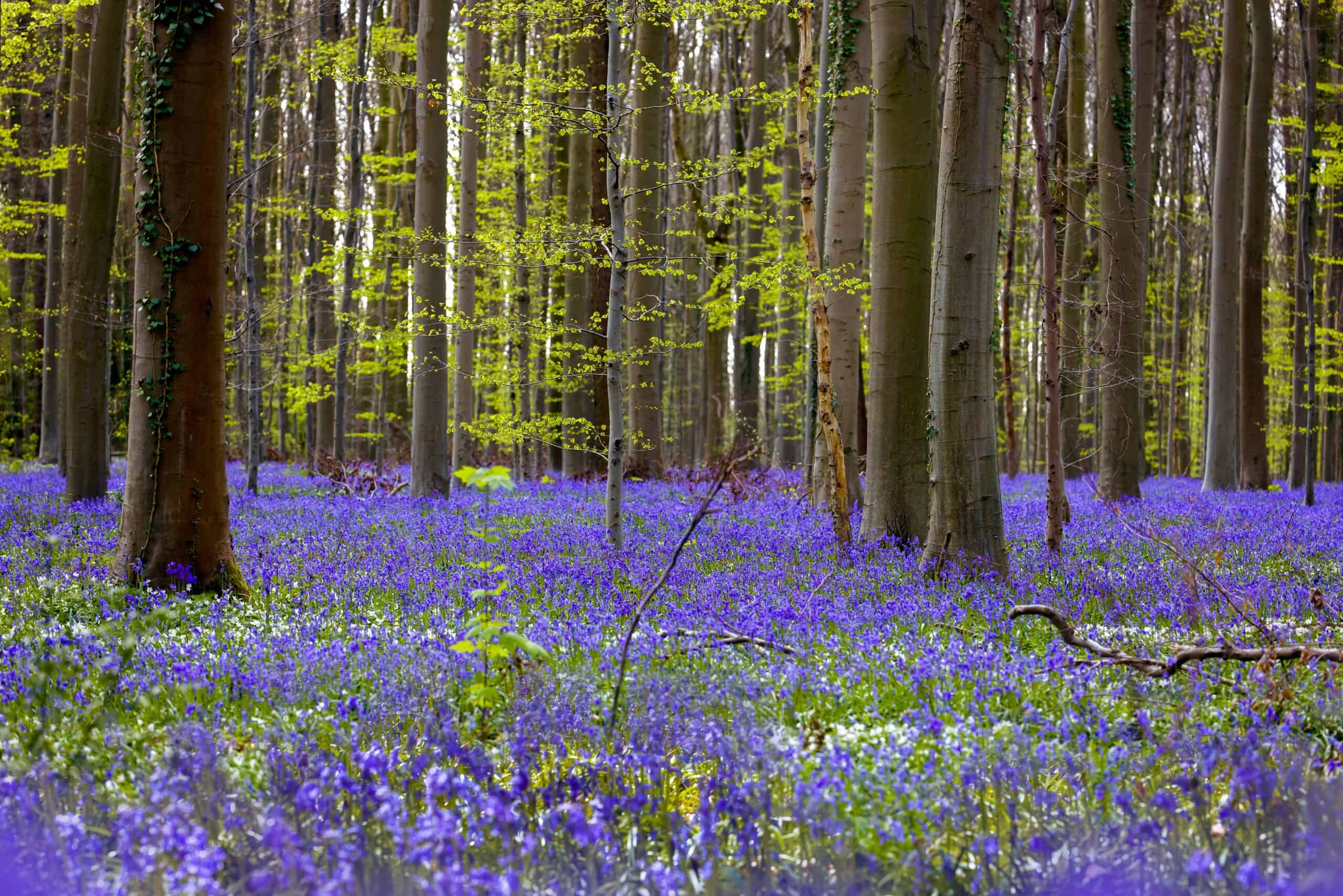 Hallerbos Forest, Belgium