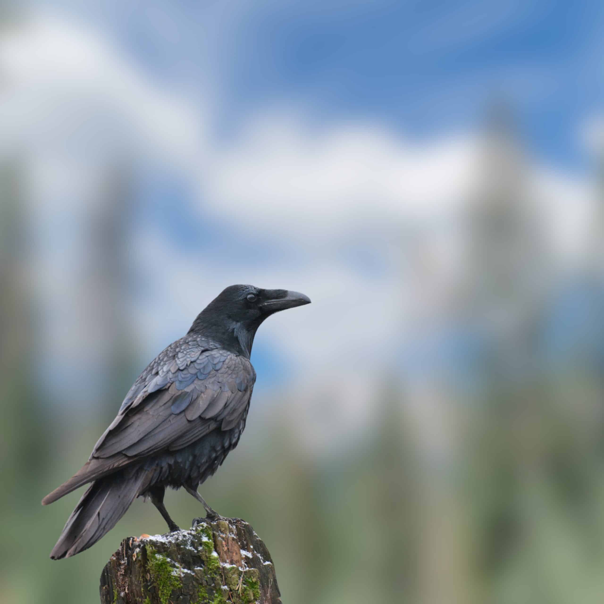 Hawaiian Crow