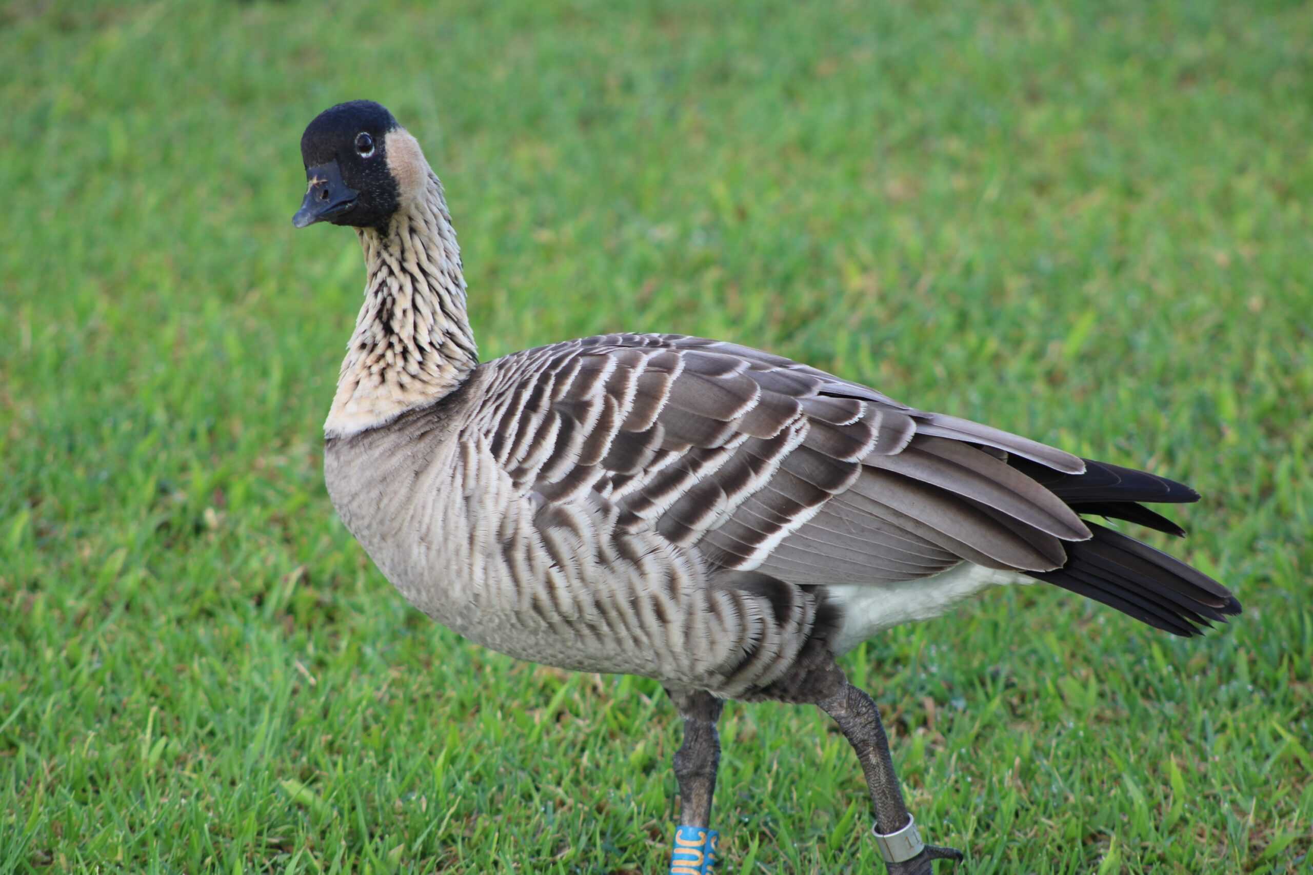 Hawaiian Goose (Nēnē)