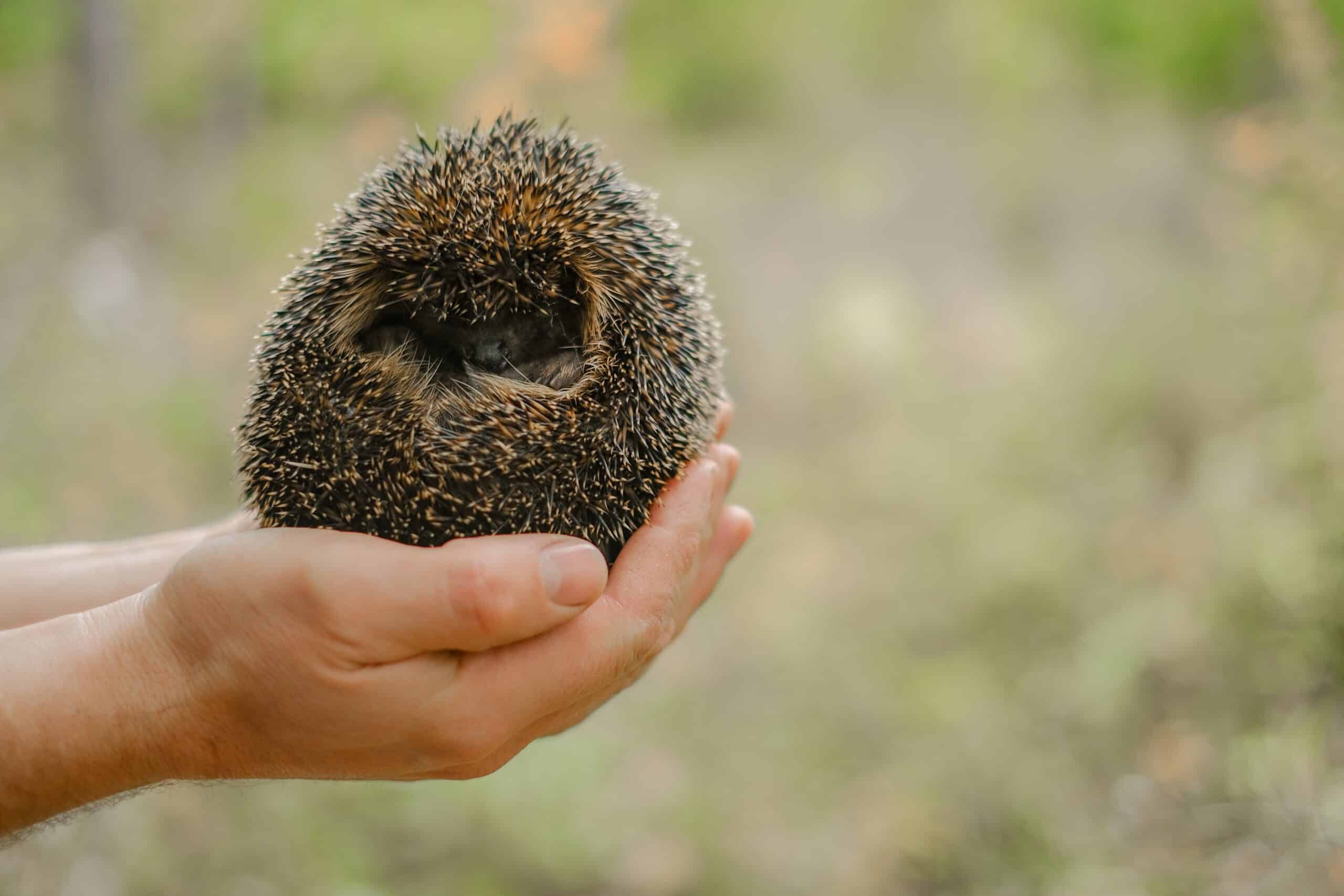 Hedgehog