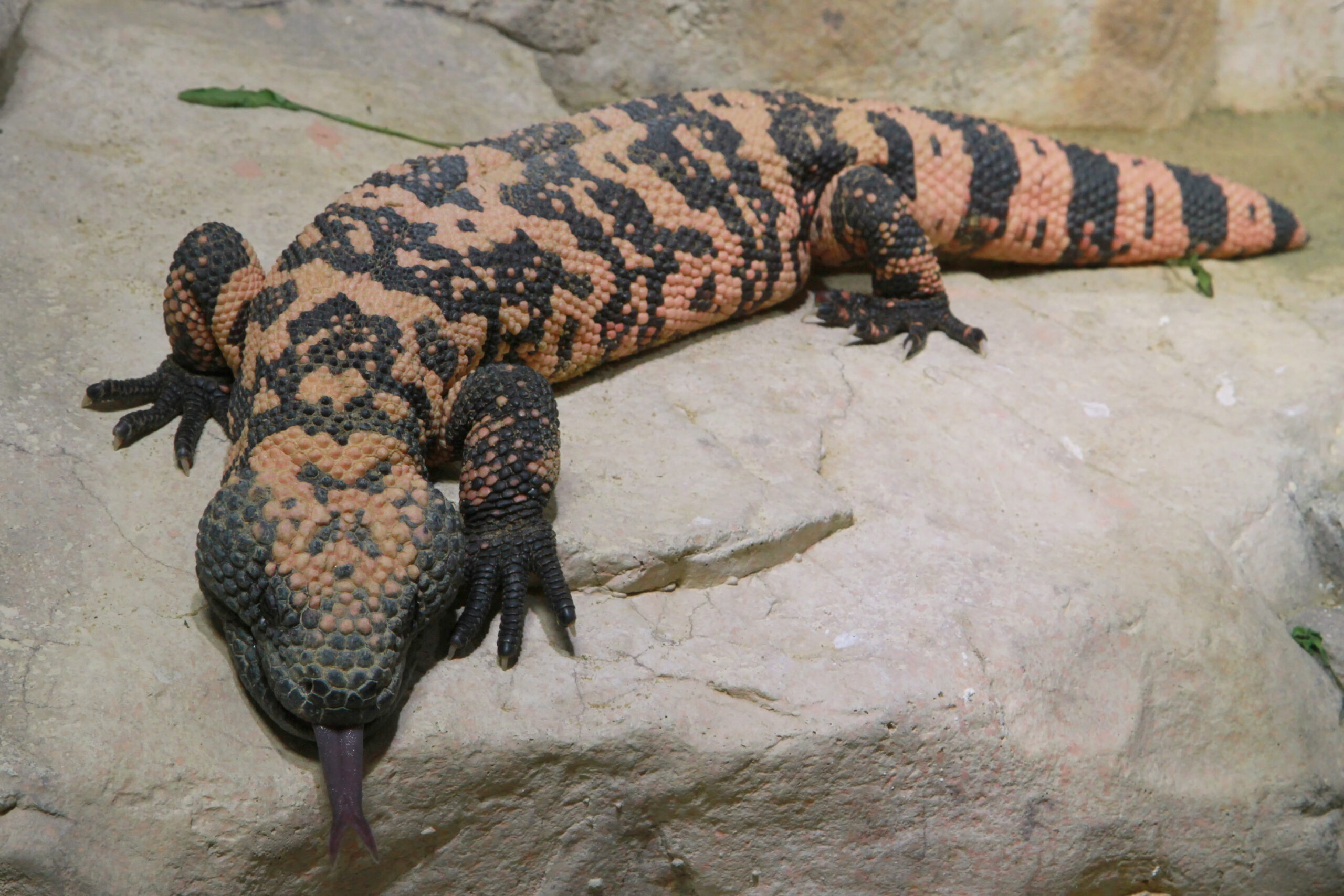 Gila Monster (Heloderma suspectum)