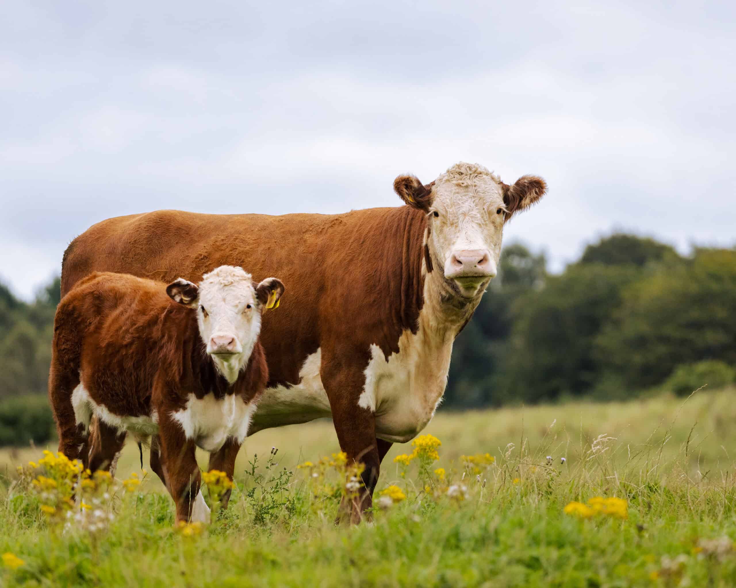 Hereford Cattle