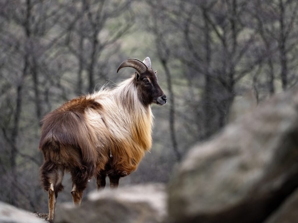 Himalayan Tahr