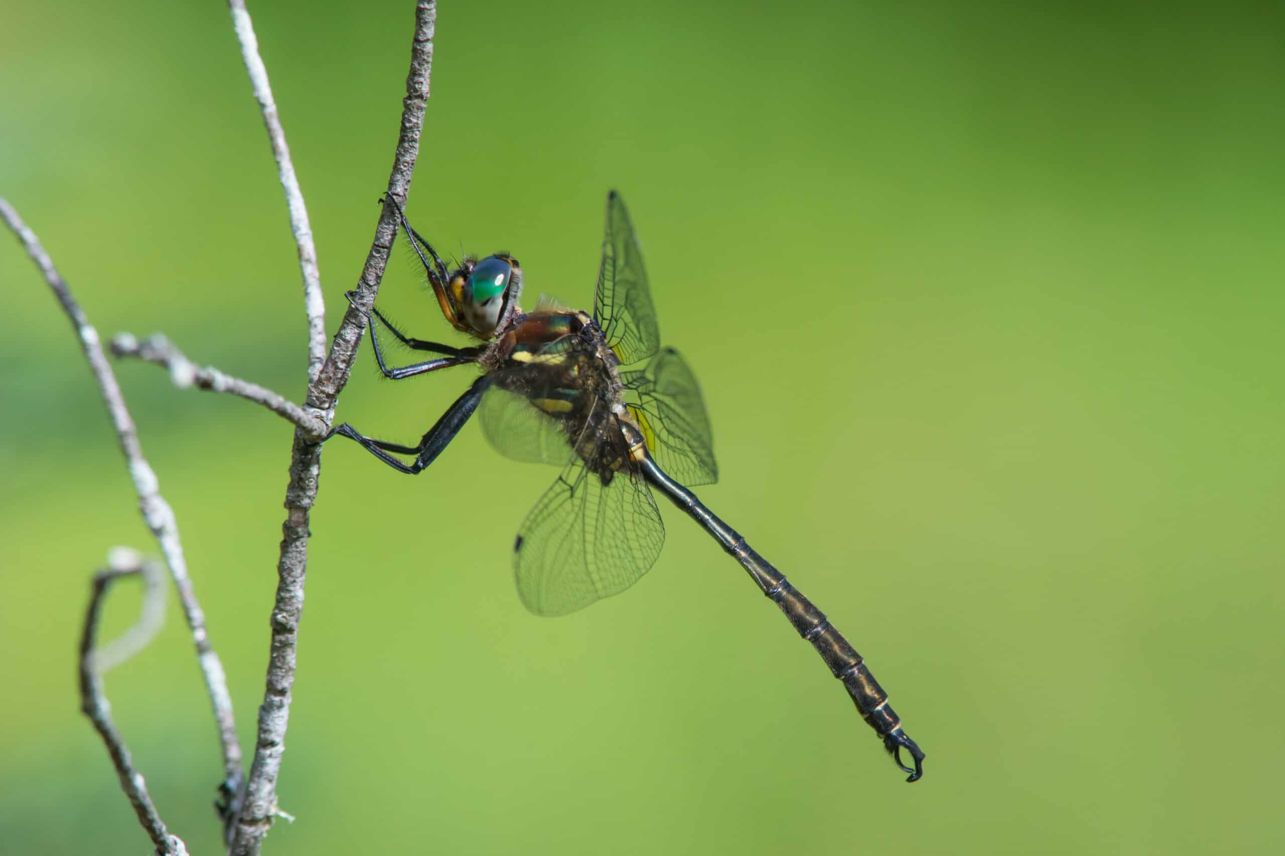 Hine's Emerald Dragonfly