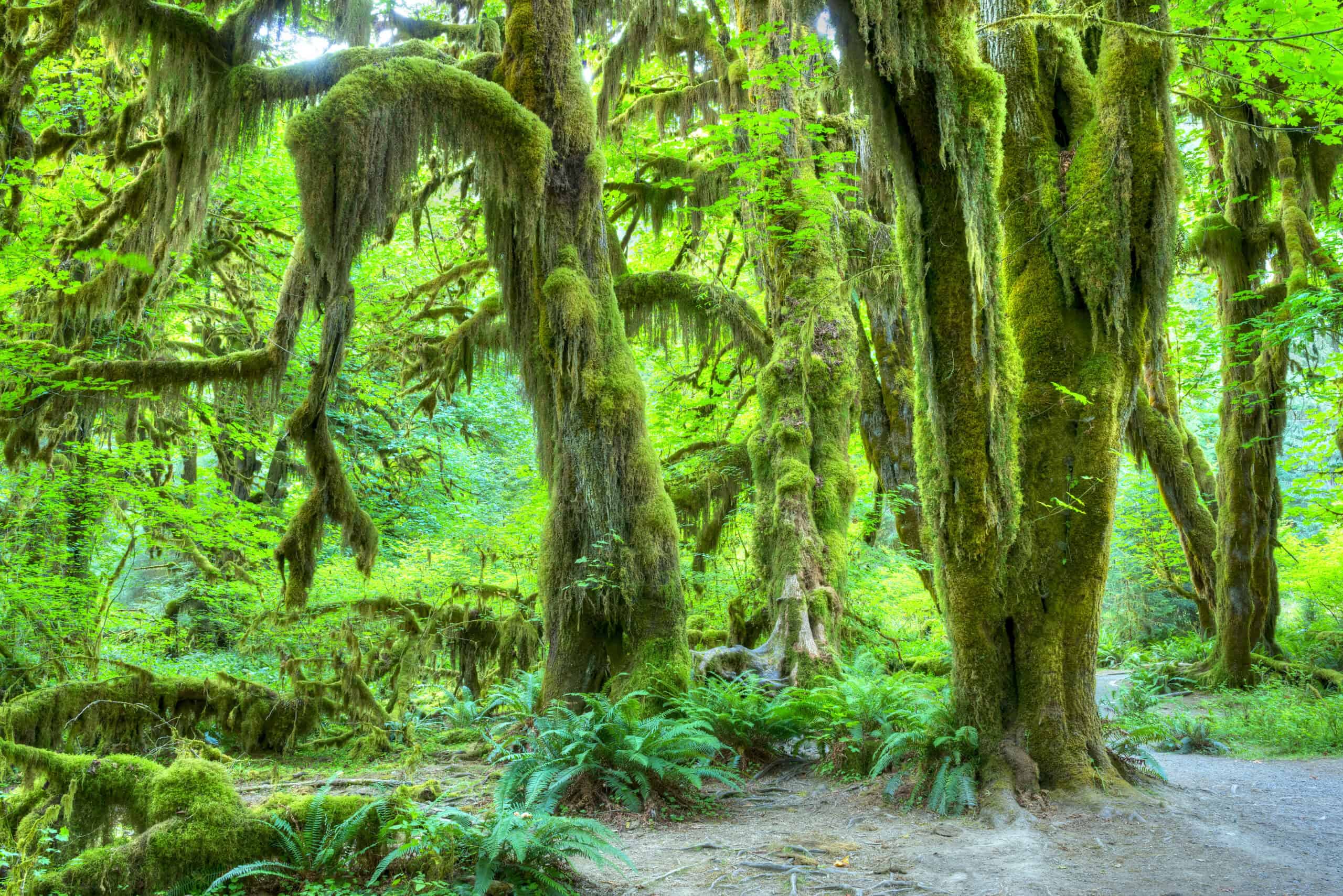 Hoh Rainforest, Washington, USA