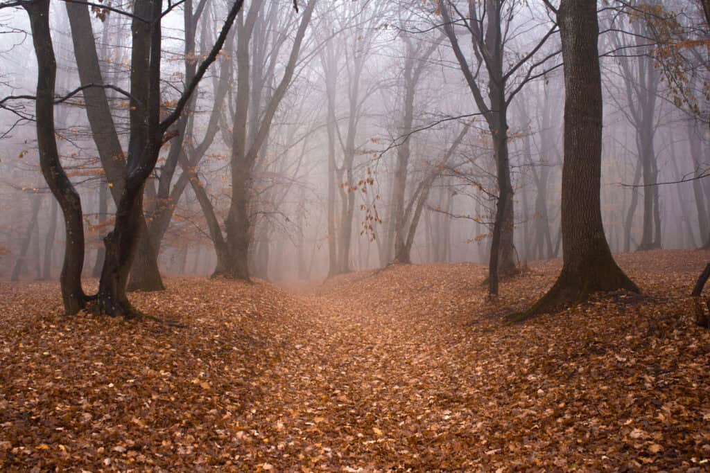 Hoia Baciu Forest, Romania