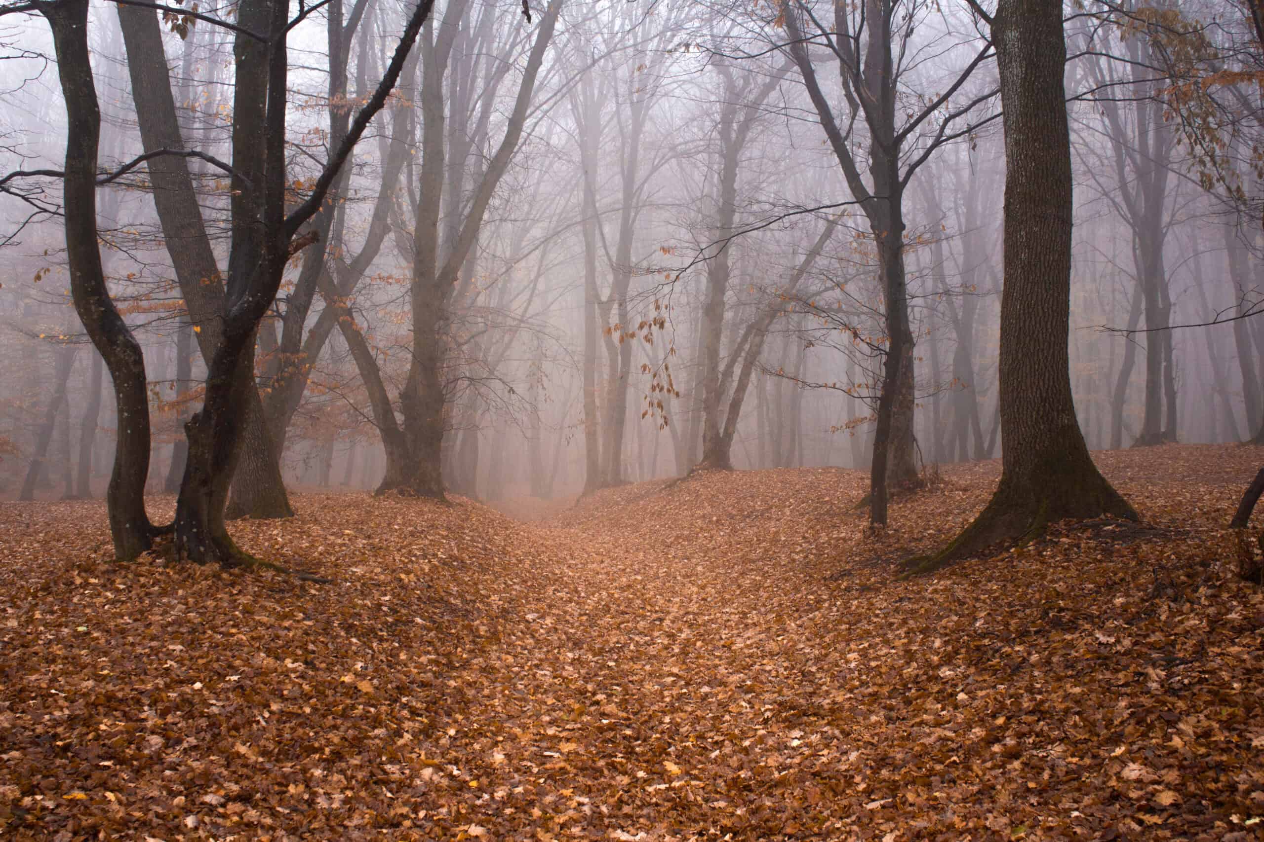 Hoia Baciu Forest, Romania