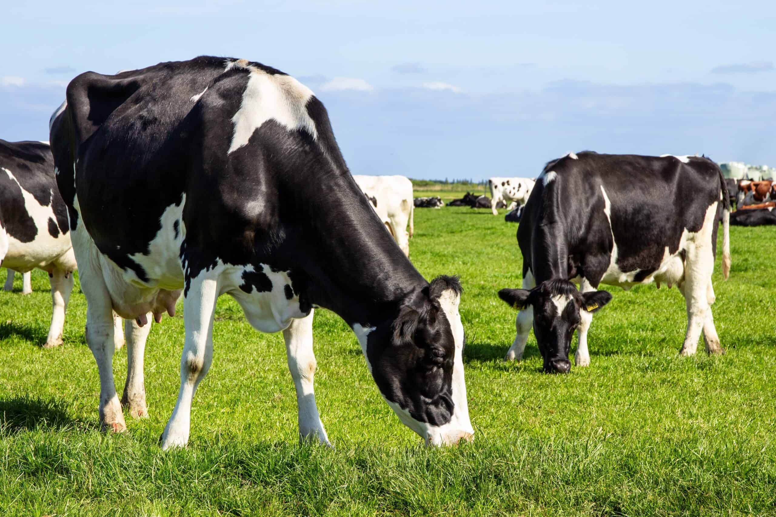 Holstein Cow