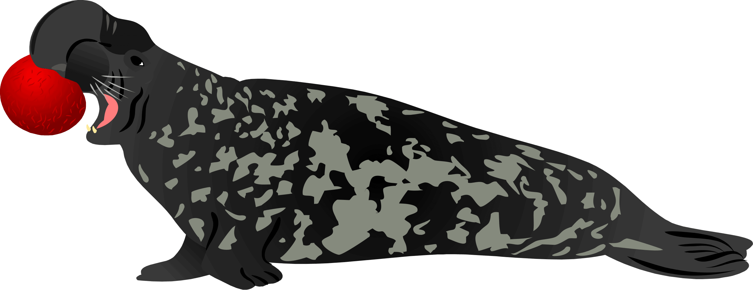 Hooded Seal