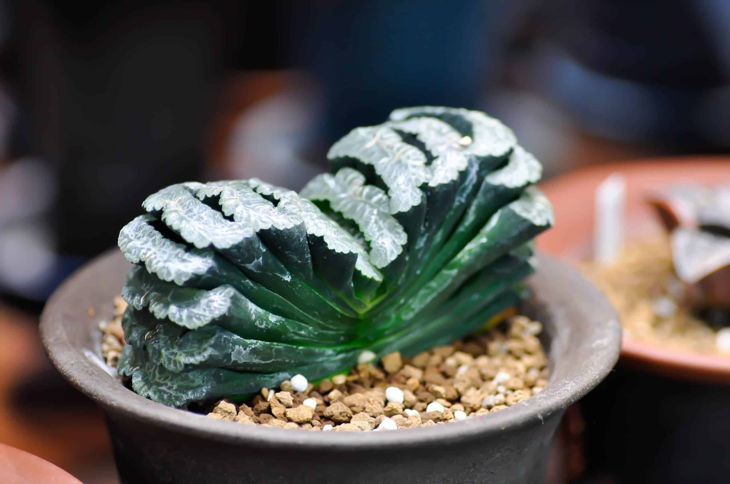 Horse's Teeth (Haworthia truncata)