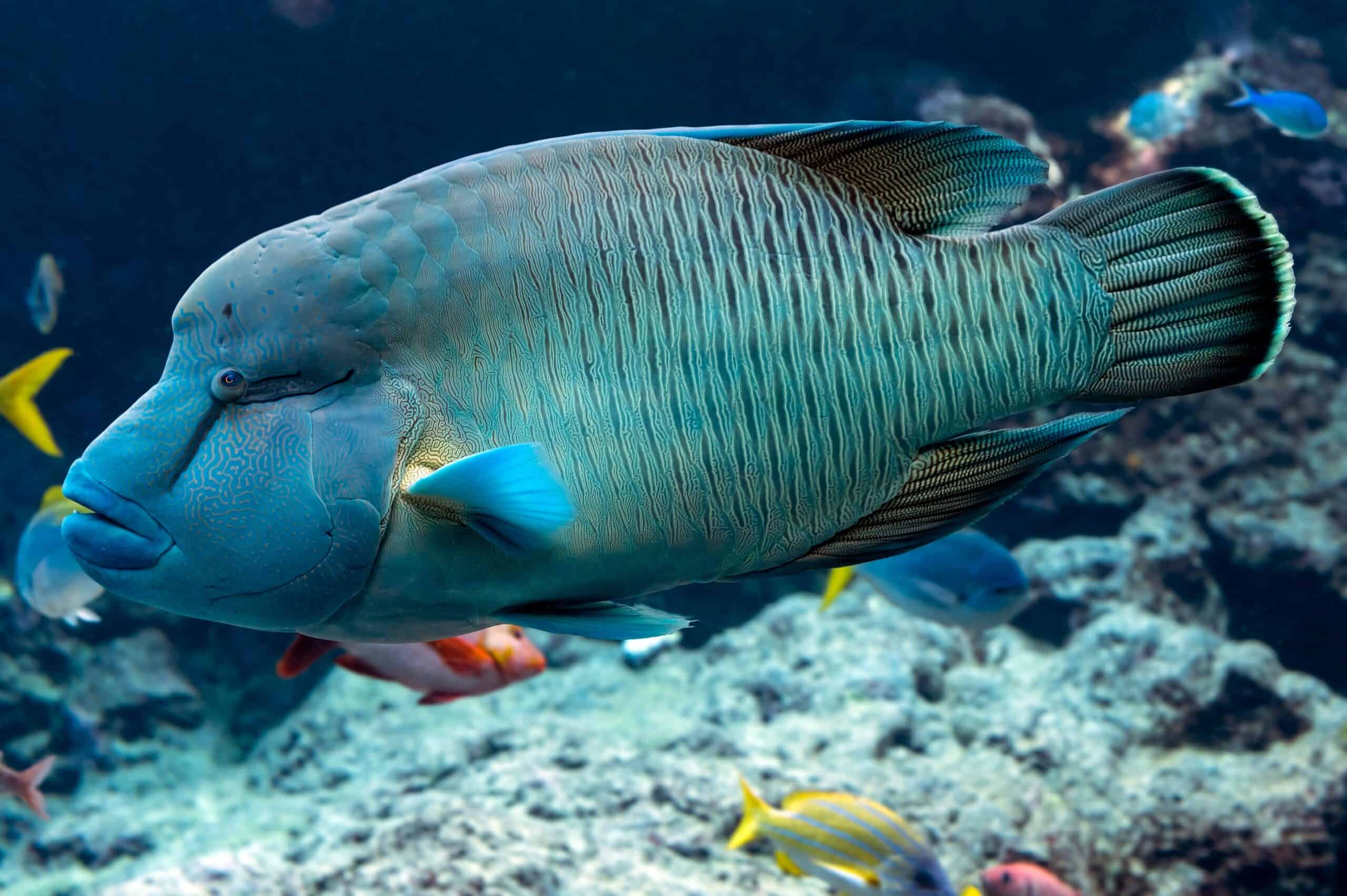 Humphead Wrasse