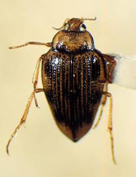 Hungerford's Crawling Water Beetle