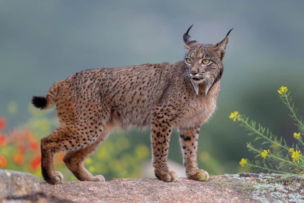 Iberian Lynx