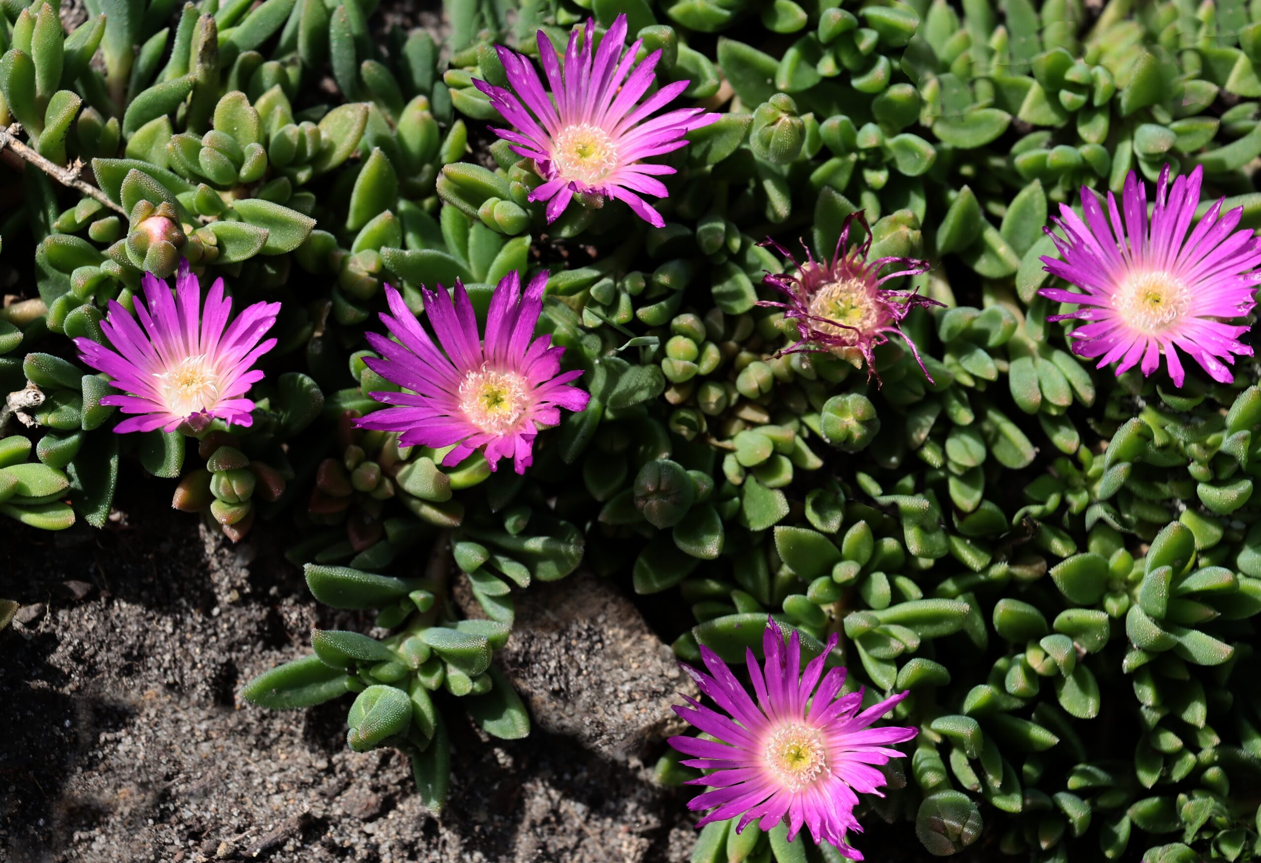 Ice Plant