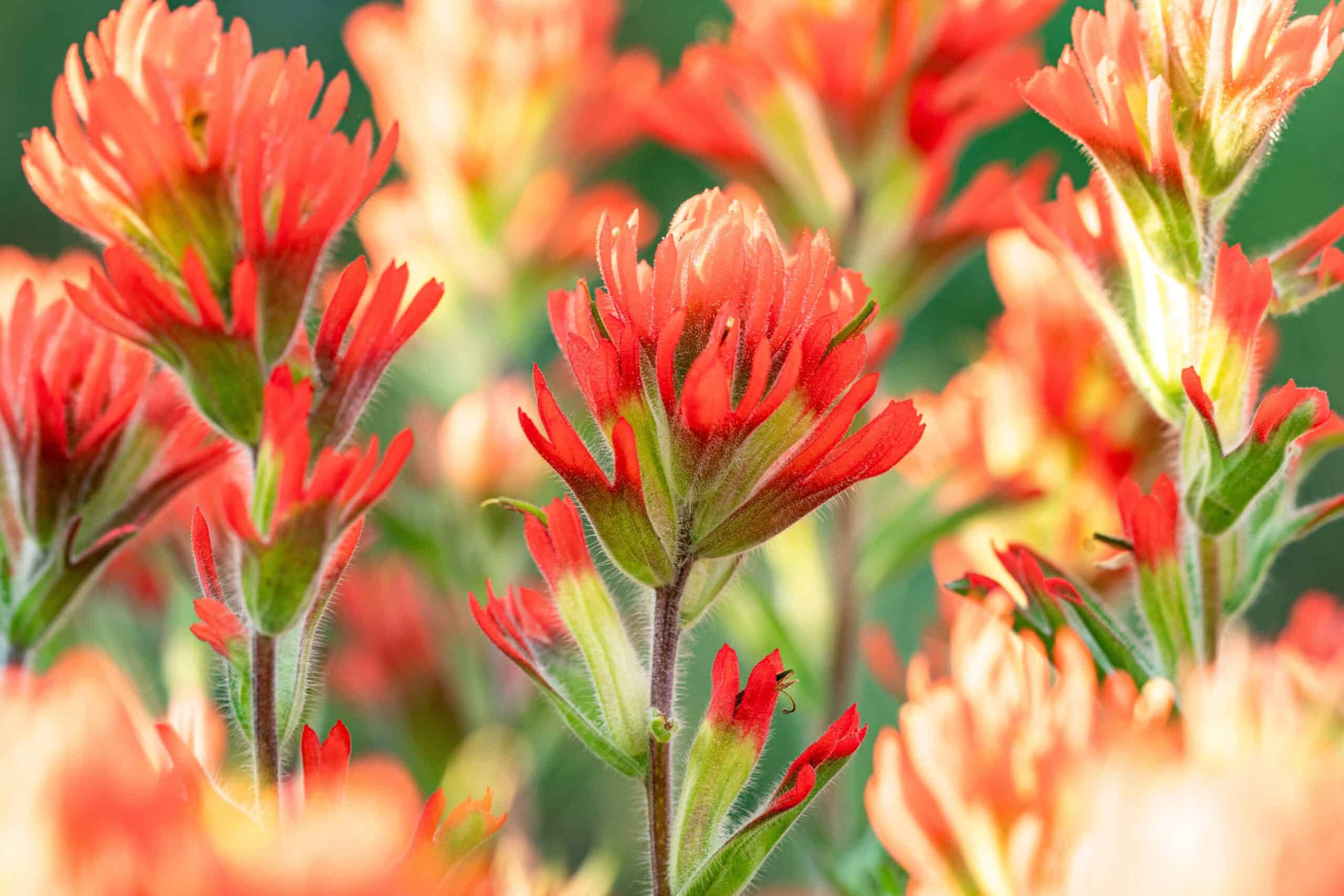 Indian Paintbrush