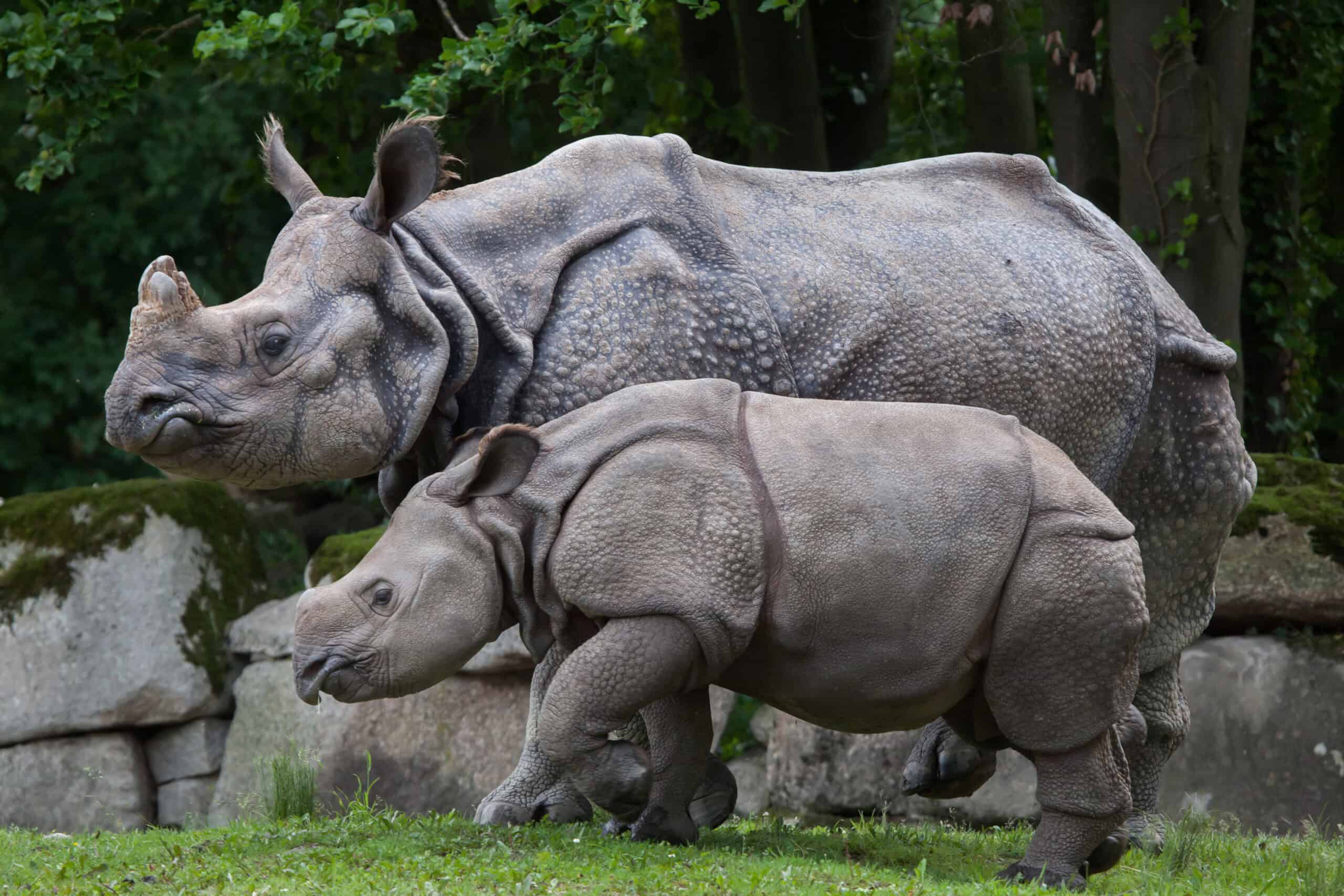 Indian Rhinoceros