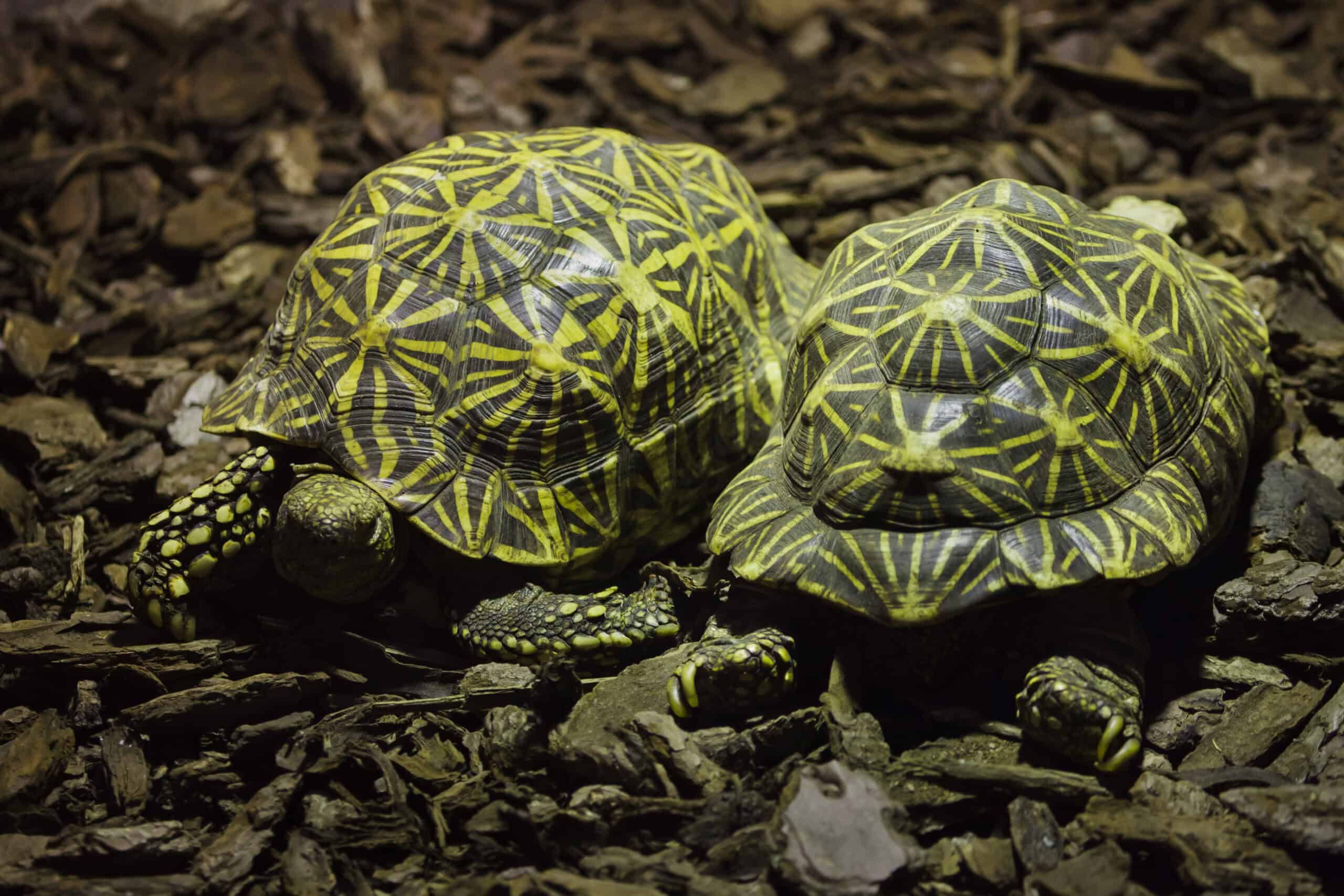 Indian Star Tortoise (Geochelone elegans)