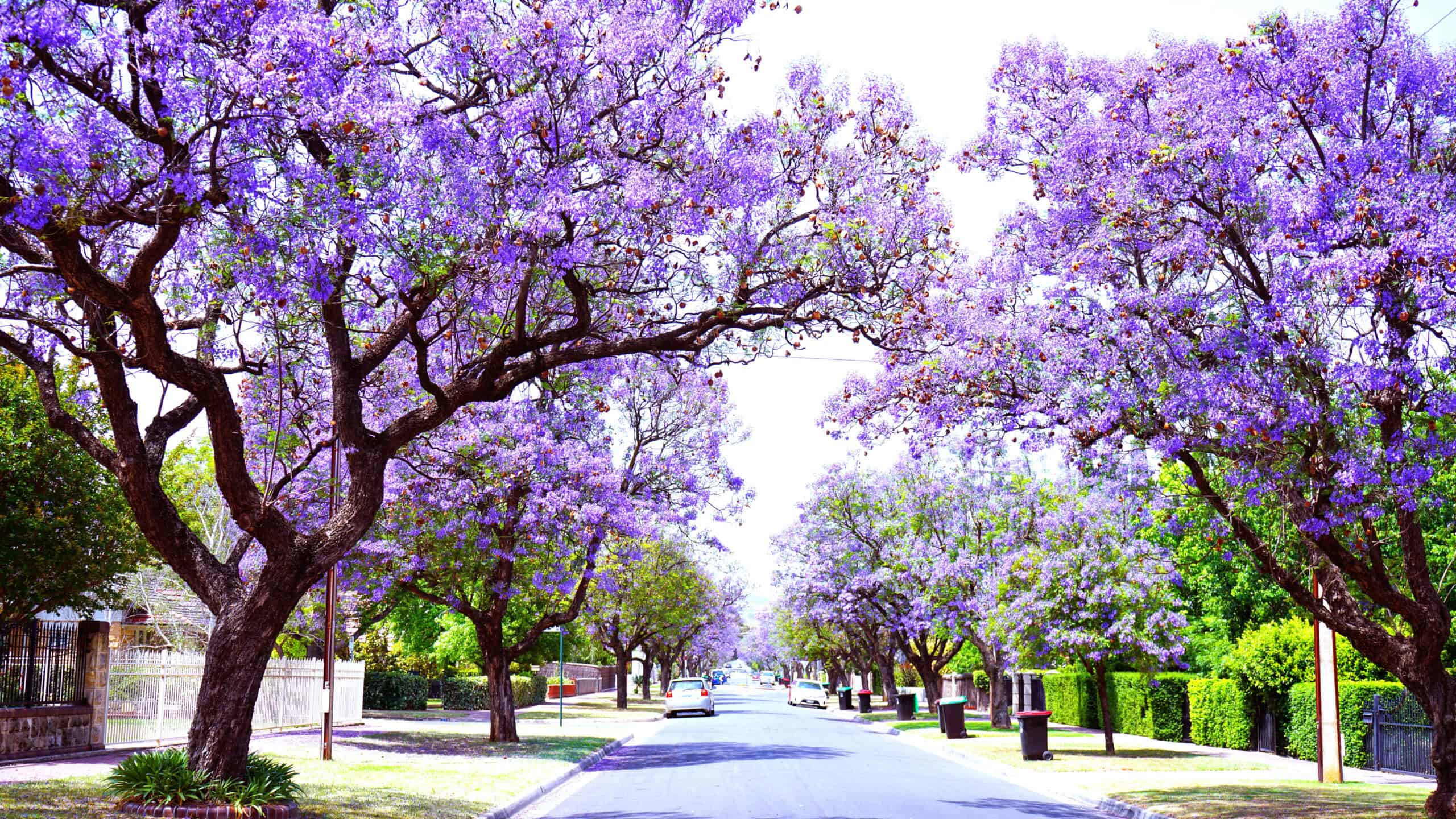 Jacaranda (Jacaranda mimosifolia)