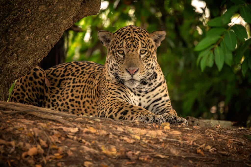 Jaguar