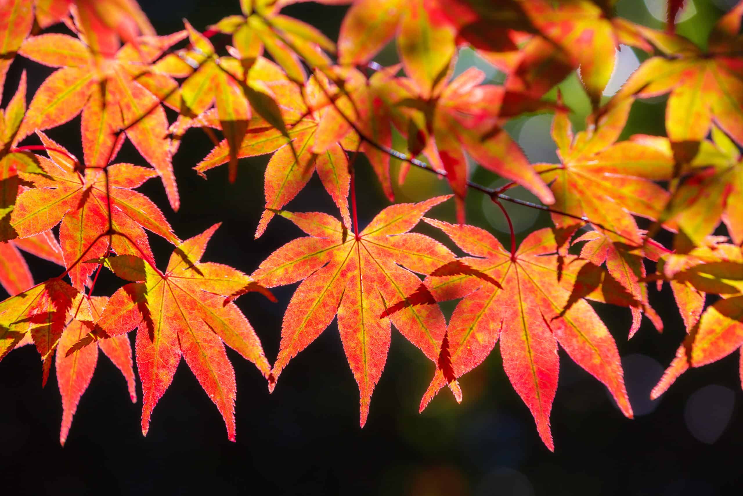 Japanese Maple (Acer palmatum)