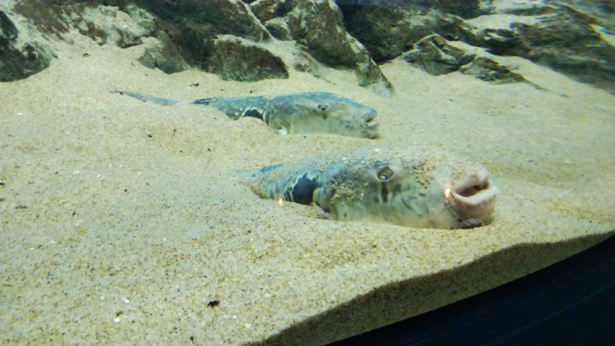 Japanese Pufferfish courtship